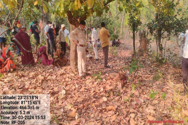 महुआ बीनने गई महिला की बाघ के हमले में मौत, घुनघुटी परिक्षेत्र में हुई घटना 1 Untitled 15