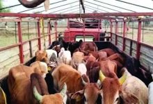 कटंगी पुलिस ने पकड़े 84 गोवंश ट्रक जप्त आरोपी फरार 10 Untitled 2 copy 19