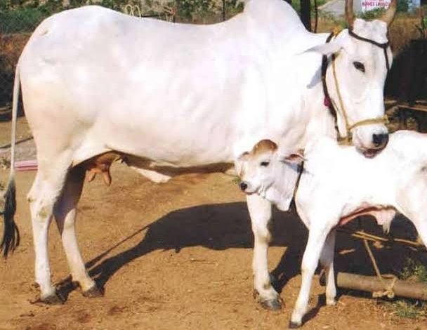 प्रदेश में 2 करोड़ की लागत से पहली एनिमल इनफर्टिलिटी डॉयग्नोस्टिक लैब वेटरनरी परिसर में बनेगी 1 images 2024 03 03T101527.733
