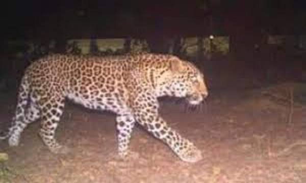 गंगई के समीप देखा गया तेंदुआ, युवक का शिकार करने लगाई छलांग, ग्रामीणों में दहशत 1 images 2024 03 12T112205.615