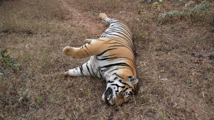 ब्रेकिंग : कान्हा राष्ट्रीय उद्यान में एक और बाघिन की हुई मौत.... मचा हड़कंप 1 images 2024 03 17T111746.674