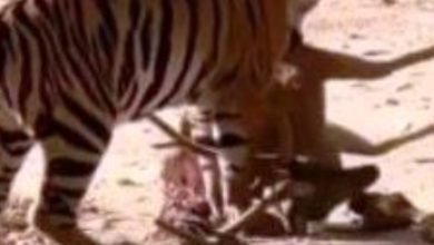 शिकार के बाद चीतल को घसीटते हुए नजर आई बाघिन नीलम : पर्यटकों ने उठाया लुत्फ़ 6 Screenshot 2024 04 06 08 49 15 229 com.whatsapp