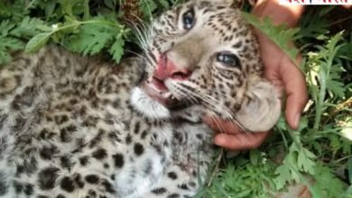 सिवनी में कुत्तों ने लेपर्ड को उतार दिया मौत के घाट, खजुराहो में शिकार करते समय कुएं में गिरा तेंदुआ 9 neeraj yash bharat 25