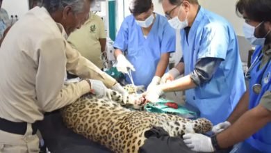 तेंदुए का किया रेस्क्यू पंजे की हड्डियां टूटी: 24 घंटे नजर रख रहे चिकित्सक 7 Screenshot 2024 05 14 18 56 09 289 com.ak .ta .dainikbhaskar.activity