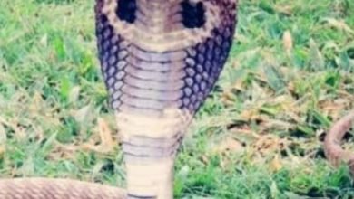 घर में सो रही सगी बहनों को सर्प ने डसा : दोनों की इलाज के दौरान मौत, मानव अधिकार आयोग ने लिया संज्ञान 9 Screenshot 2024 05 15 14 00 10 628 com.miui .gallery