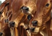 पशुओं में निमोनिया, डायरिया, खासी तथा घाव की बीमारी : पशुधन बचाने प्रशासन कर रहा तैयारी 11 Screenshot 2024 05 18 12 35 28 630 com.miui .gallery