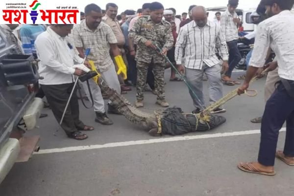 गांव में मगरमच्छ के आ जाने से हड़कंप, घंटों मशक्कत के बाद मिली सफलता 1 Add a heading 10