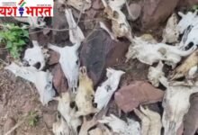 50 से ज्यादा जानवरों के कंकाल मामलाः जांच में खुलासा, 5 शव गोवंश के शेष अन्य जानवरों के 10 Add a heading 7
