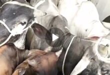 Screenshot 2024 06 28 16 44 36 185 com.whatsapp