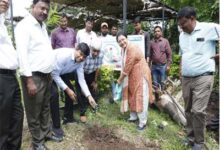 मप्र पूर्व क्षेत्र विद्युत वितरण कंपनी लिमिटेड में एक पेड़ मां के नाम अभियान के तहत हुआ वृक्षारोपण कार्यक्रम 9 2