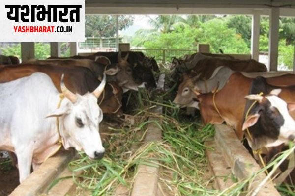 वेटरनरी में तैयार होंगे गाय-भैंस के लगेंगे कृत्रिम पैर देश का पहला प्रोजेक्ट है जो जबलपुर में शुरू होगा 1 Add a heading 54