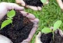 Exclusive : 4 लाख 95 हजार पौधे लगाएगा वन विभाग : एक पौधे की लागत करीब 7 रुपए 9 Screenshot 2024 07 06 15 36 35 946 com.whatsapp