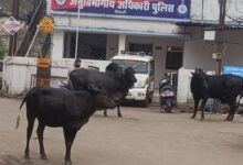 Screenshot 2024 07 11 15 29 03 841 com.whatsapp