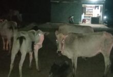 Screenshot 2024 07 16 10 28 17 943 com.whatsapp