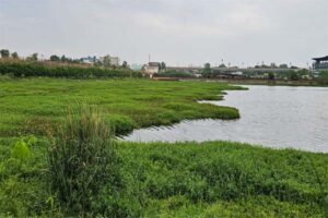 चोई से घिरा रानीताल तालाब सफाई को मोहताज. Ranital pond surrounded by Choi needs cleaning 2 hh 1