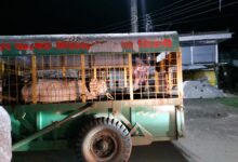 सड़क पर बैठे आवारा मवेशियों से बढ़ रही थी दुर्घटना की संभावना : छपारा नगर परिषद ने पकड़ने की शुरू की कार्रवाई,पशु पालकों में मचा हड़कंप 17 IMG 20240810 WA0030