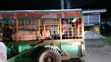 सड़क पर बैठे आवारा मवेशियों से बढ़ रही थी दुर्घटना की संभावना : छपारा नगर परिषद ने पकड़ने की शुरू की कार्रवाई,पशु पालकों में मचा हड़कंप 6 IMG 20240810 WA0030