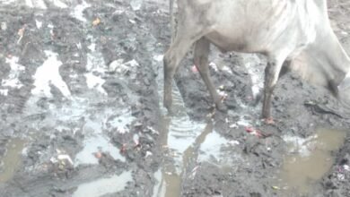 सिंगारपुर बाजार बदहाली का शिकार : जनप्रतिनिधि नहीं दे रहे ध्यान 11 Screenshot 2024 08 02 17 19 20 974 com.whatsapp