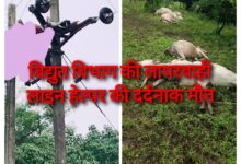 BREAKING : विद्युत विभाग की लापरवाही: लाइन हेल्पर की दर्दनाक मौत : तार गिरने से 8 मवेशियों की मौत 16 Screenshot 2024 08 11 09 56 38 254 com.miui .gallery