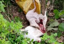 Screenshot 2024 08 25 11 15 10 790 com.miui .gallery