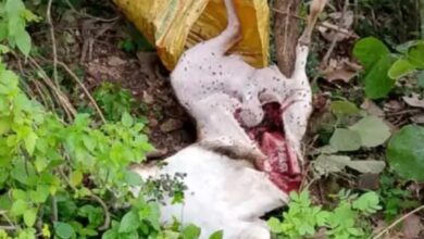 Screenshot 2024 08 25 11 15 10 790 com.miui .gallery