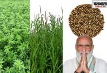 जनेकृविवि की बरसीम, ओट और जवाहर बाजरा को पीएम ने सराहाः देशभर के किसान करेंगे खेती 10 WORKOUT 7 1