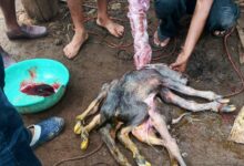 बड़ा आश्चर्य : एक भैंस ने आठ पैर, दो धड, दो पूँछ और एक सिर वाले जोडा बच्चे को मृत अवस्था में दिया जन्म 9 Screenshot 2024 09 06 18 13 18 362 com.whatsapp