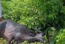 Screenshot 2024 09 08 13 35 29 010 com.ak .ta .dainikbhaskar.activity