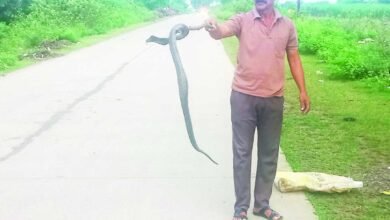 चाय दुकान में घुसा काला नाग : ऐसे किया गया रेस्क्यू.... पढ़े पूरी खबर 7 Screenshot 2024 09 14 10 58 13 175 com.whatsapp