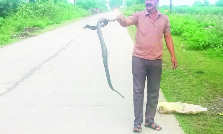 चाय दुकान में घुसा काला नाग : ऐसे किया गया रेस्क्यू.... पढ़े पूरी खबर 1 Screenshot 2024 09 14 10 58 13 175 com.whatsapp