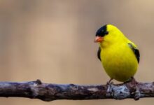 एयर इंडिया का विमान हादसे का शिकार होते होते बचा 4