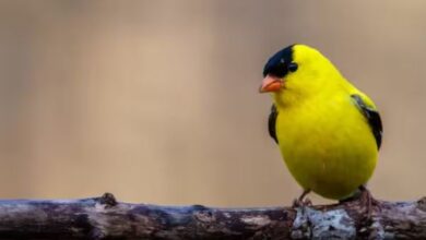 एयर इंडिया का विमान हादसे का शिकार होते होते बचा 4