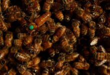 गांव में न चूल्हे जले न आंसू रुके 49