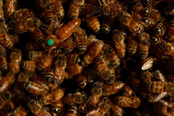 गांव में न चूल्हे जले न आंसू रुके 49