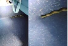 गरीब रथ के बाद अब दयोदय एक्सप्रेस में निकला सांप... देखें वीडियो... 11 गांव में न चूल्हे जले न आंसू रुके 56