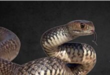 गांव में न चूल्हे जले न आंसू रुके 78