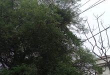 बिजली के तार पेड़ को छू रहे हैं, हादसे की आशंका 11 गांव में न चूल्हे जले न आंसू रुके 8