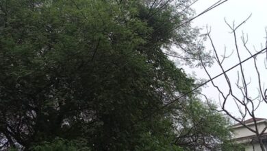 गांव में न चूल्हे जले न आंसू रुके 8