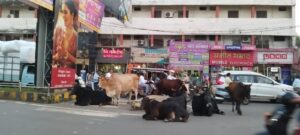 चलने में लगी है रोक,बैठने में नहीं,सडक़ों पर बैठे रहते हैं मवेशी, कलेक्टर ने विचलन रोकने के दिए थे आदेश 2 IMG 20240916 WA00371
