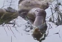 Screenshot 2024 10 06 11 42 06 326 com.whatsapp