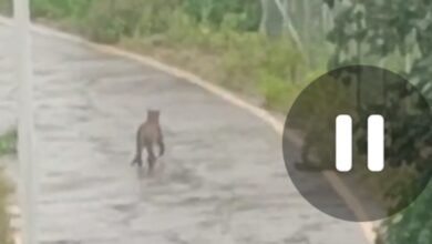 विश्वविद्यालय छात्रावास के पास तेंदुआ की खबर से सनसनी : वन विभाग के अमले ने मौके पर पहुंचकर मोर्चा संभाला 9 Screenshot 2024 10 14 20 25 34 721 com.miui .gallery