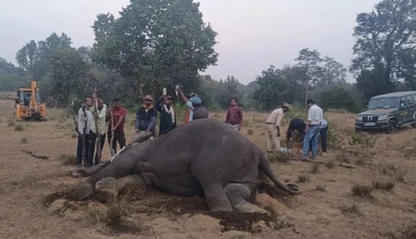 बांधवगढ़ टाइगर रिजर्व में 7 हाथियों की मौत से हड़कंप, 3 की हालत गंभीर 1 इजरायल की बमबारी से49
