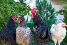 कुछ नशा तिरंगे की आन का है कुछ नशा मातृभूमि की शान का है 3