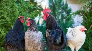 कुछ नशा तिरंगे की आन का है कुछ नशा मातृभूमि की शान का है 3