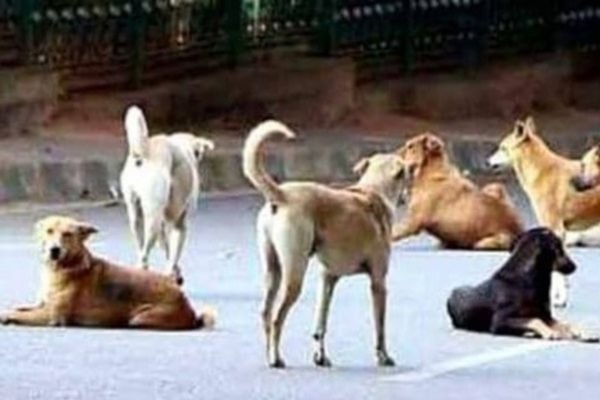 पीटा, जलाया, घसीटा और कुचला; बेटी को काटने वाली कुतिया को पिता ने दी खौफनाक मौत 1 गांव में न चूल्हे जले न आंसू रुके 2024 10 01T171044.760