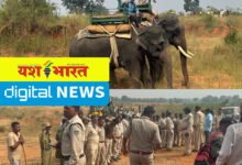 विलायतकला में कल से थी दहशत, हाथी के बच्चे का किया गया रेस्क्यू, बांधवगढ़ ले जाया गया 9 IMG 20241106 185351