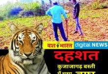बरही तहसील के कई गांवों में बाघ का मूवमेंट, बांधवगढ़ नेशनल पार्क के बफर जोन से लगे गांवों में दहशत 9 IMG 20241125 141456