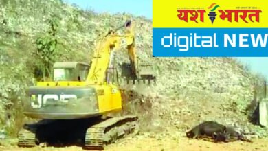 मृत मवेशियों को जलाने की बजाए कचरे में किया जा रहा दफन, एमएसडब्ल्यू प्रबंधन की लापरवाही का नया मामला 14 IMG 20241126 145515