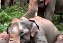 Screenshot 2024 11 02 23 24 28 070 com.android.chrome