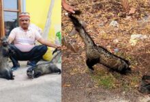 मेडिकल अधीक्षक के बैडरूम में सोते मिले कबरबिज्जू 15 इजरायल की बमबारी से 46